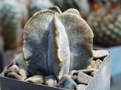 Astrophytum myriostigma v. potosinum P 466
