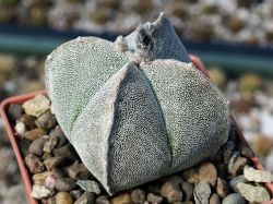 Astrophytum myriostigma v. quadricostatum