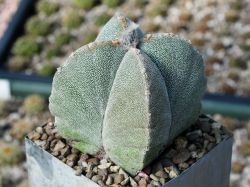Astrophytum myriostigma v. quadricostatum