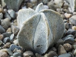 Astrophytum myriostigma v. strongylogonum RS 144