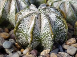 Astrophytum niveum PP 398