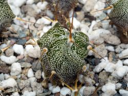 Astrophytum ornatum v. virens