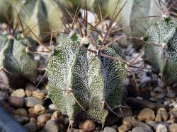 Astrophytum ornatum v. virens