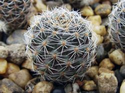 Aylostera brunescens WR 480