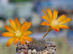 Aylostera heliosa