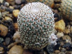 Aylostera heliosa WR 314