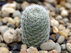 Aylostera heliosa v. theresae KAS 165