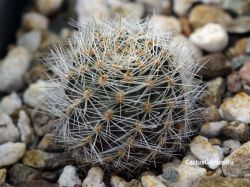 Aylostera pseudodeminuta VG 620