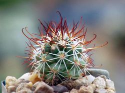 Bartschella schumannii
