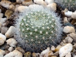 Brasilicactus haselbergii