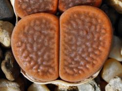 Lithops hookeri