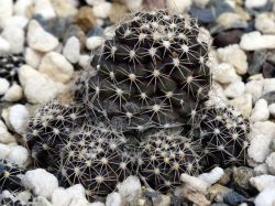Copiapoa tigrillensis KK 1385