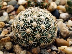 Coryphantha echinus SB 391