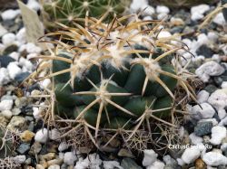 Coryphantha sulcolanata