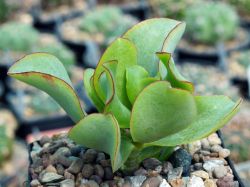 Crassula arborescens 'Blue Bird'