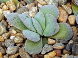 Crassula 'Morgan's Beauty'