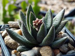 Crassula justi-corderoyi