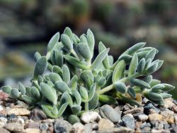 Crassula lanuginosa