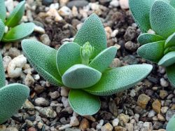 Crassula tecta