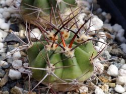 Denmoza rhodacantha VG 1507