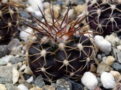 Discocactus insignis HU 347