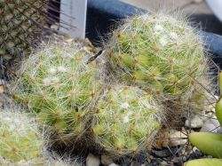 Dolichothele baumii #2