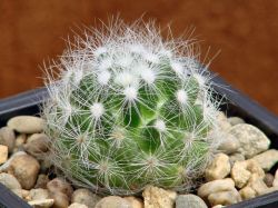 Dolichothele baumii