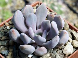 Echeveria ‘Cupid’