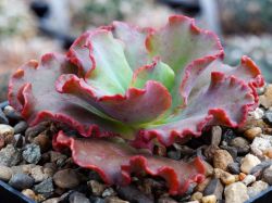 Echeveria Frill sp
