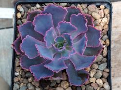 Echeveria 'Neon Breakers'