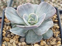 Echeveria lilacina 'Marble'