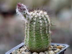 Echinocereus adustus v. schwarzii L 1305