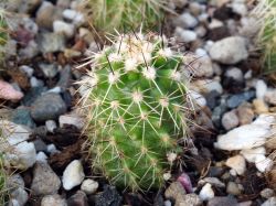 Echinocereus bonkerae ssp. apachensis JHB 328