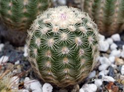 Echinocereus chloranthus SB 1476
