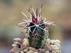 Echinocereus davisii