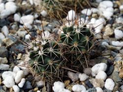 Echinocereus engelmannii v. fasciculatus MAO 0004 Двухголовый