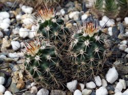 Echinocereus engelmannii v. fasciculatus MAO 0004 Трёхголовый