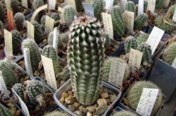 Echinocereus reichenbachii HK 1228