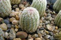 Echinocereus rigidissimus v. rubrispinus L 088