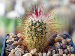 Echinocereus russanthus PP 723.1