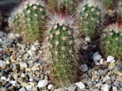 Echinocereus russanthus PP 723.1