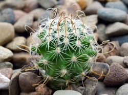 Echinofossulocactus lancifer