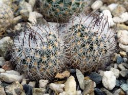 Echinofossulocactus phyllacanthus SB 436 Двухголовый