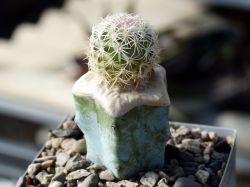 Echinomastus erectocentrus SB 462