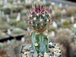 Echinomastus johnsonii v. lutescens FH 1007