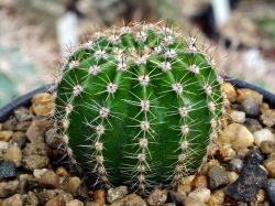 Echinopsis eyriesii