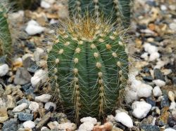 Eriocactus magnificus