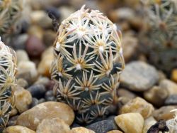 Escobaria minima SB 423