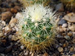 Escobaria roseana P 268