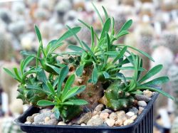 Euphorbia bupleurifolia x susannae